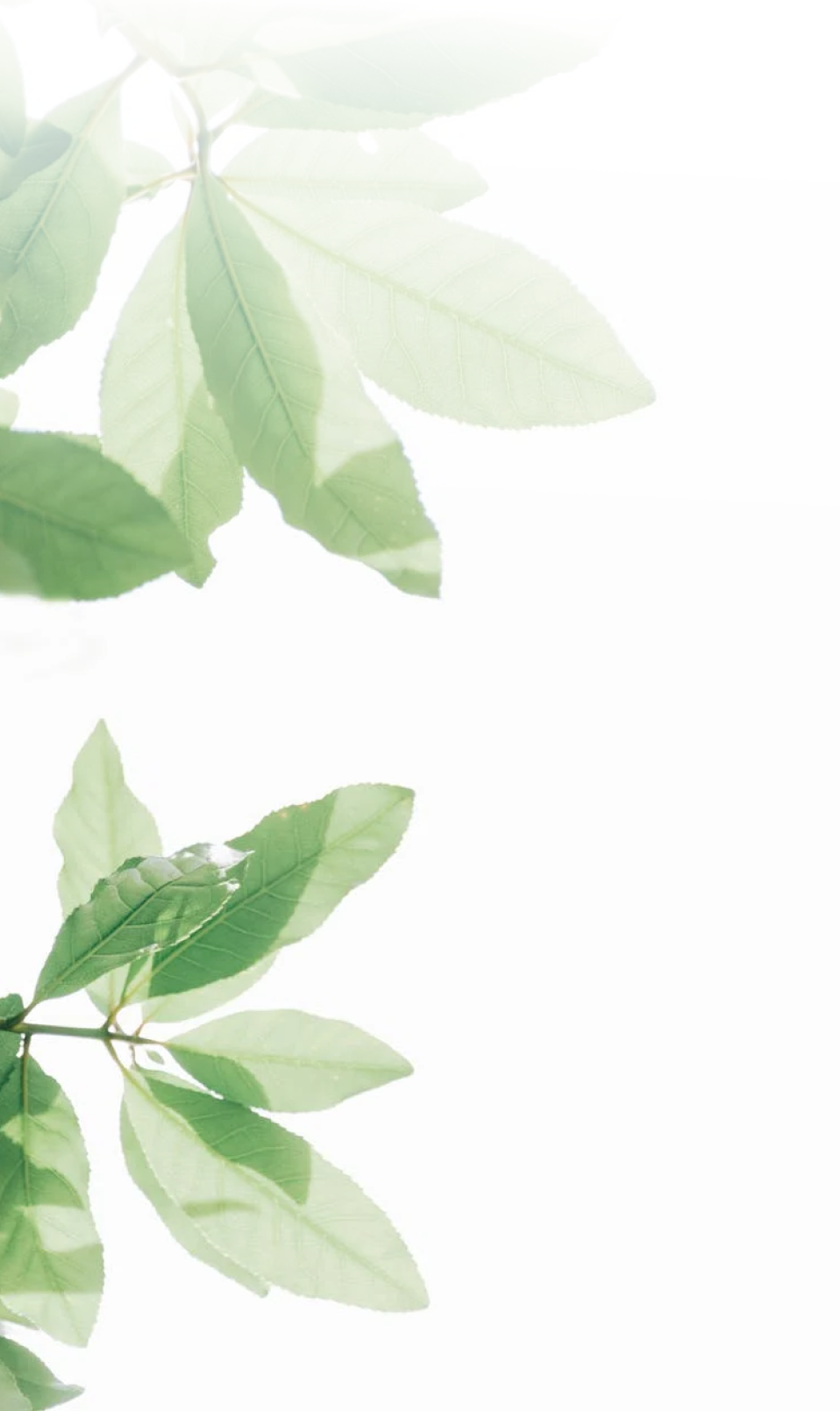 Home Leaves